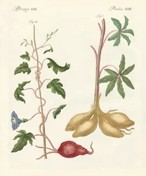 Brød planter