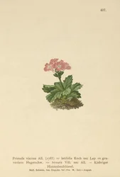 Bredbladet primula (Primula viscosa, Primula latifolia, Primula hirsuta)