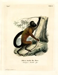 Bearded Saki med brun ryg (farvet gravering)