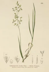 Brun bøg (Agrostis schraderiana, Agrostis agrostiflora, Agrostis stricta, Agrostis vinealis, Agrostis vinealis, Agrostis tenella)