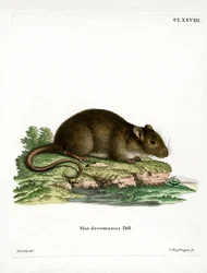 Brun rotte (farvet gravering)