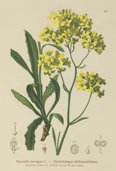 Biscutella laevigata (Biscutella laevigata)
