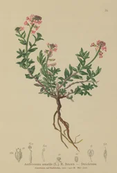 Brændt slikhat (Aethionema saxatile, Thlaspi saxatile)