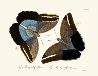 Sommerfugle