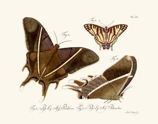Sommerfugle