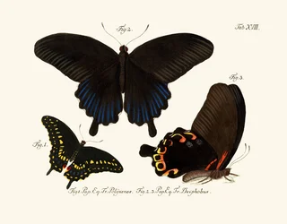 Sommerfugle