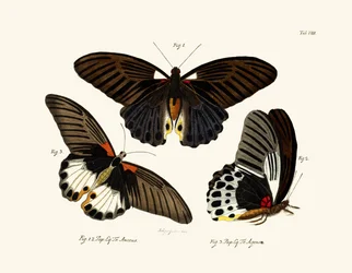 Sommerfugle, 1783-1806