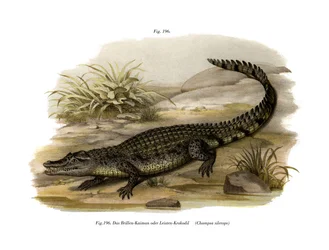 Caiman (farve litho)