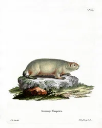 Canadisk murmeldyr (farvet gravering)