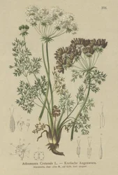 Slikgulerod (Athamanta Cretensis)