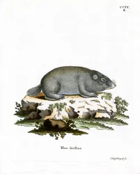 Cape Dune Mole Rat (farvet gravering)
