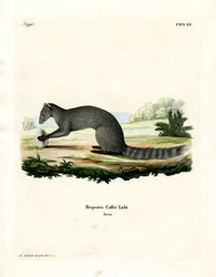 Cape Grey Mongoose (farvet gravering)