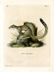 Cape Ground Squirrel (farvet gravering)