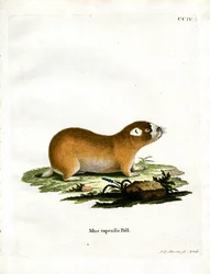 Cape Mole Rat (farvet gravering)