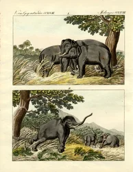 Indfangning af elefanter af lokkeelefant (farvet indgravering)