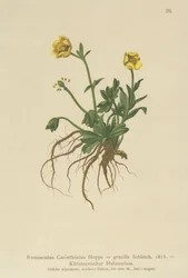 Kärnten-smørblomst (Ranunculus Carinthiacus, Ranunculus gracilis)