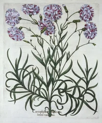 Nellik, fra Hortus Eystettensis, af Basil Besler (1561-1629), pub. 1613 (håndkoloreret gravering)