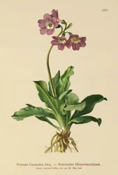 Carniolan Primrose (Primula Carniolica)