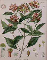 Caryophyllus Aromaticus (nelliker)