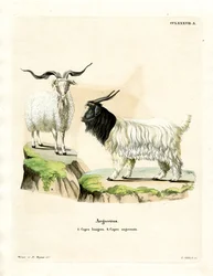 Cashmere ged (farvet gravering)