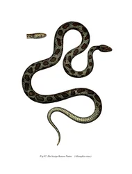 Cat Snake (farve litho)