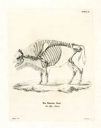 Kvægskelet (farvet gravering)