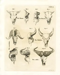 Kvægkranier (farvet gravering)