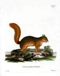 Kaukasisk egern (farvet gravering)