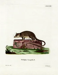 Cayopollin (farvet gravering)