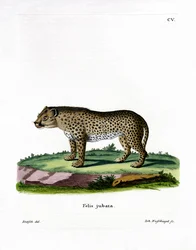 Gepard (farvet gravering)