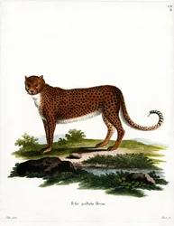 Gepard (farvet gravering)