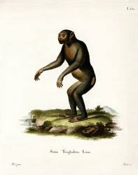 Chimpanse (farvet gravering)