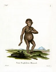 Chimpanse (farvet gravering)