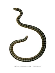 Kinesisk søslange (farve litho)