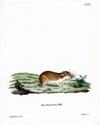 Kinesisk stribet hamster (farvet indgravering)