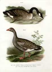 Kinesisk gås, 1864