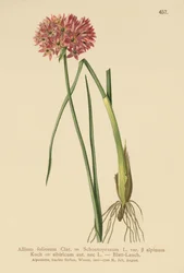 Purløg (Allium foliosum, Allium Schoenoprasum var. alpinum, Allium sibiricum)