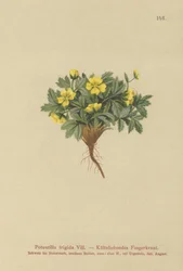Kløvergræs (Potentilla frigida, Potentilla glacialis, Potentilla helvetica)