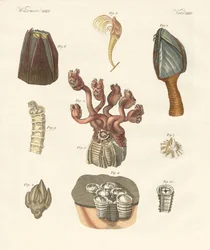 Cirrhipodas, børsteorme eller brachiopoder (farvet indgravering)
