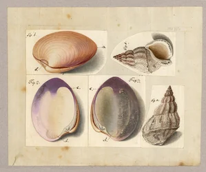 Musling og søsnegl: Venus Mercenaria Linnaei, Buccino glacioli Linnaei, 1785 (wc på papir)