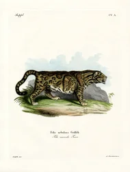 Clouded Leopard (farvet gravering)