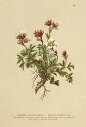 Clusius Kløvergræs (Potentilla Clusiana)