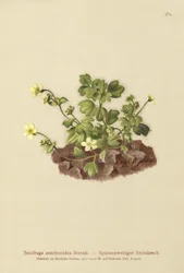 Saxifraga spindelvæv (Saxifraga arachnoidea)