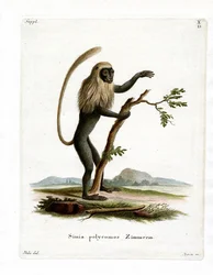 Colobus Monkey (farvet indgravering)
