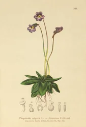 Almindelig smørhat (Pinguicula vulgaris)
