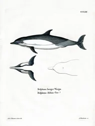 Almindelig delfin (farvet indgravering)