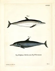 Almindelig delfin (farvet indgravering)