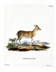 Almindelig Duiker (farvet gravering)