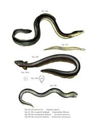 Almindelig ål (farve litho)