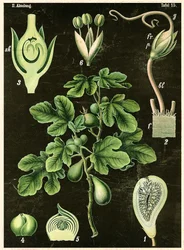 Fælles Fig